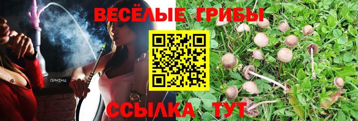 Псилоцибиновые грибы мицелий Корсаков